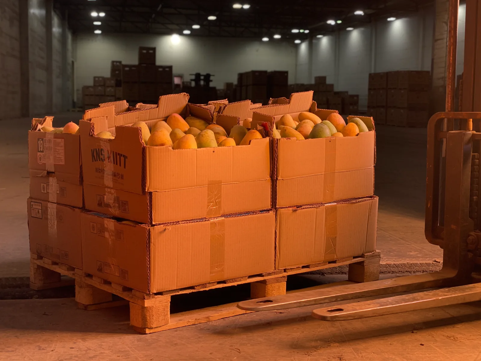Egyptian mangoes at Dubai Al Awir wholesale hall