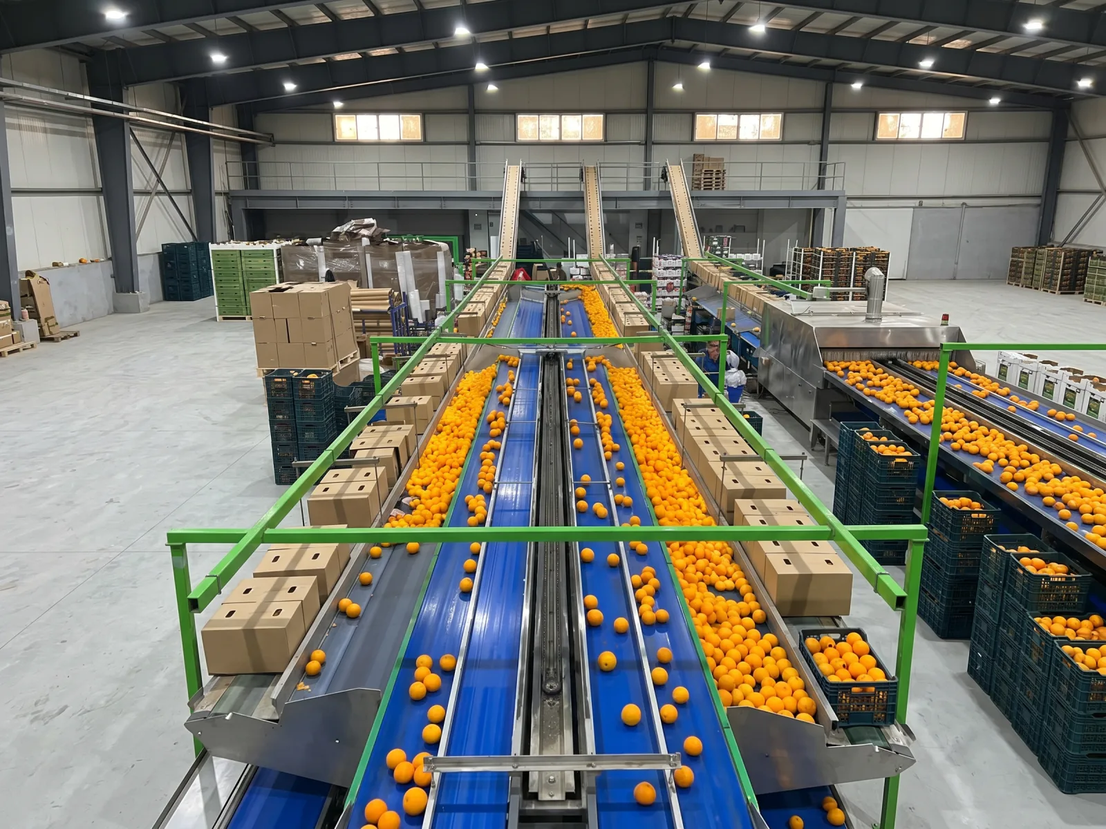 AFRICAFRESH EXPORT partner-network packhouse — stainless grading line, brush-wash tunnel, sizing heads, calibration tools at a Nile Delta export facility