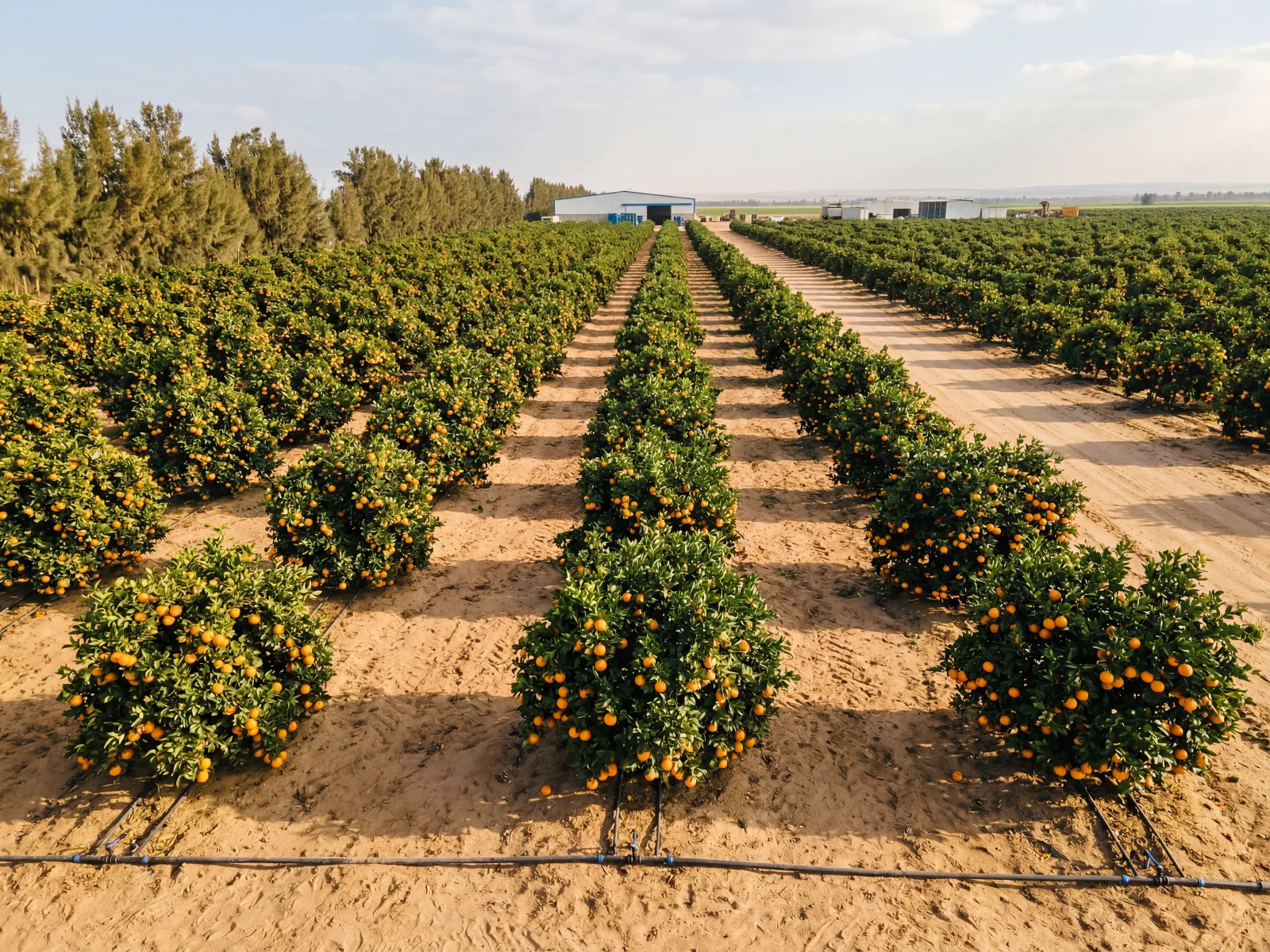 Egyptian Baladi Oranges local-variety export cartons — affordable citrus for GCC and Central Asia wholesale