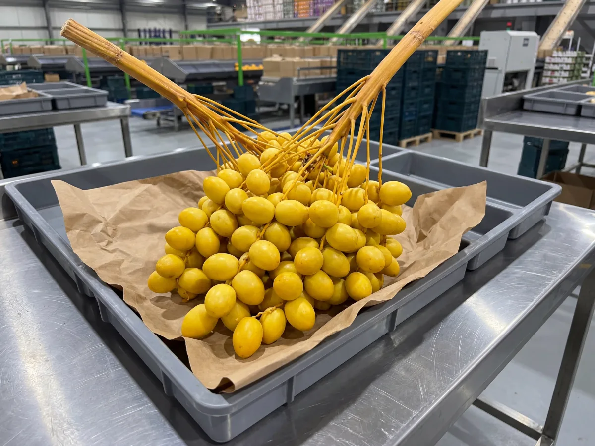 Egyptian Barhi dates Khalal stage — golden crisp texture, Ramadan export supply to GCC wholesale buyers