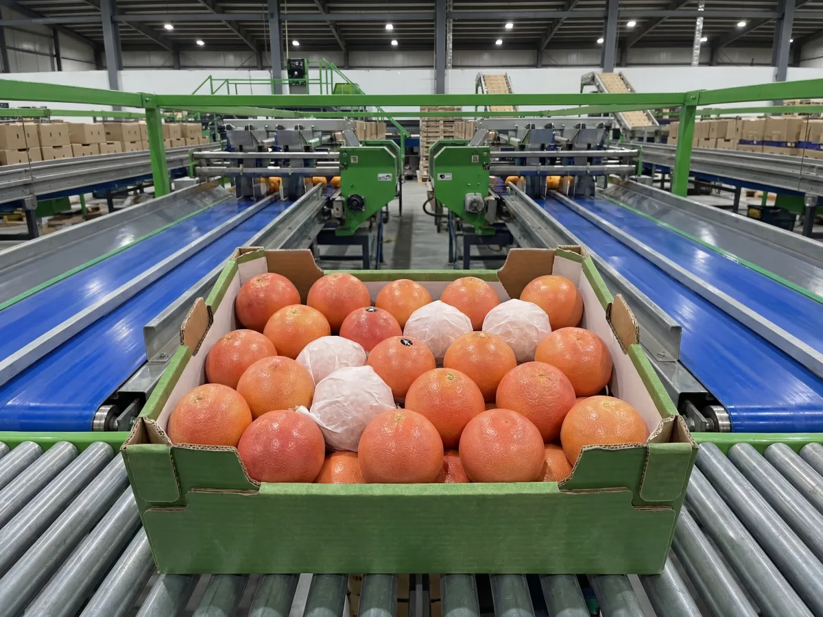 Egyptian Star Ruby dark-red grapefruit — low-acid premium flesh export cartons for GCC and European wholesale