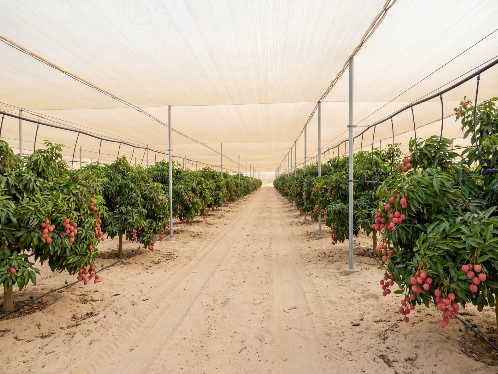 Egyptian fresh lychee June–July export cartons — tropical produce from Egypt, air-freight and reefer B2B supply