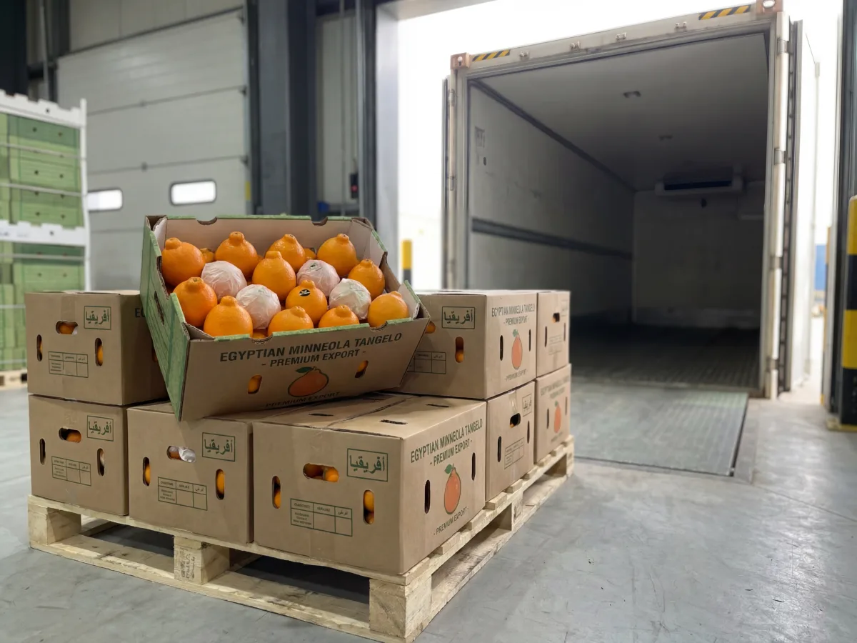 Egyptian Minneola tangelo mandarins — deep-orange juice-rich variety B2B export cartons from Egypt