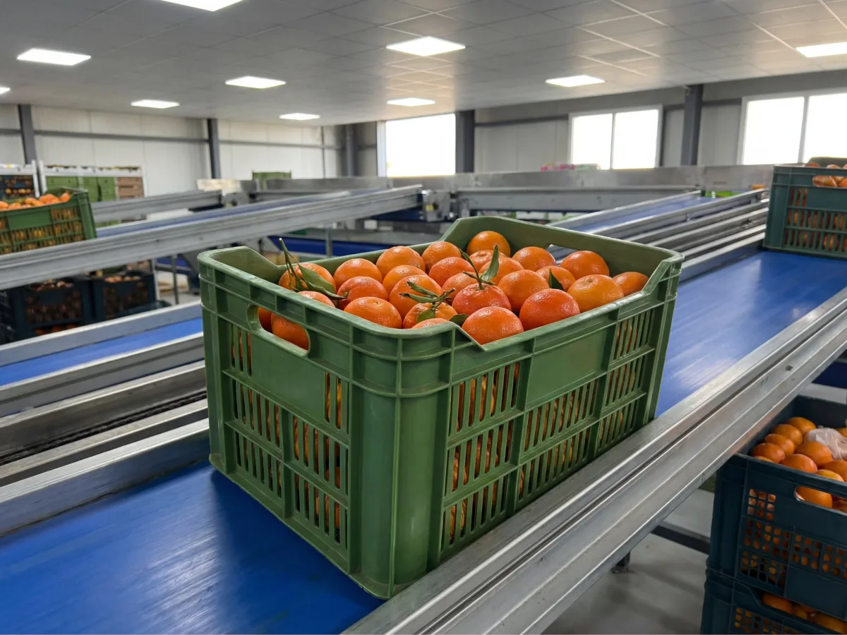 Egyptian Murcott Marcott mandarins — high-Brix sweet tight-skin export variety from Nile Delta farms