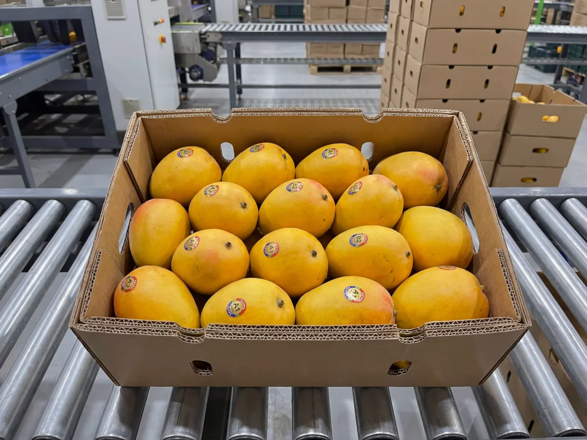 Egyptian Alfons Alphonso-type mangoes — highly aromatic export variety for GCC and Middle East wholesale