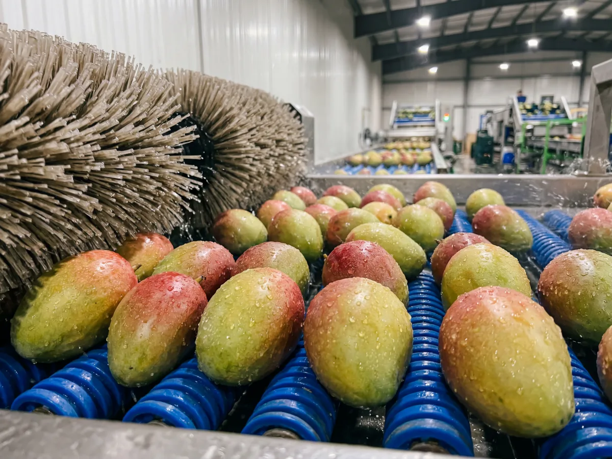 Egyptian Fagr Kelan mangoes — early-season variety May–June, first-to-market export from Egypt