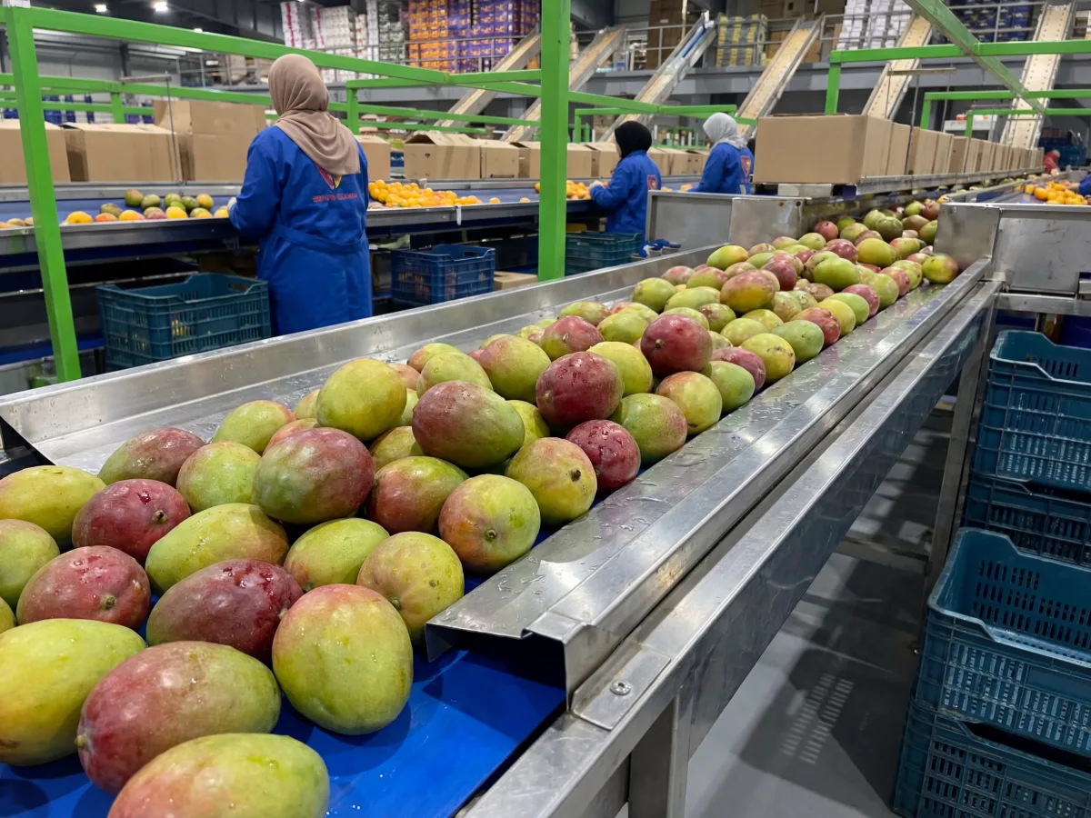 Egyptian Kent mangoes — low-fibre sweet flesh 400–600g export cartons, GCC and European wholesale