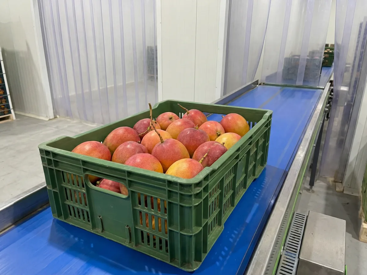 Egyptian Naomi mangoes — premium aromatic variety export cartons for Europe and GCC wholesale buyers