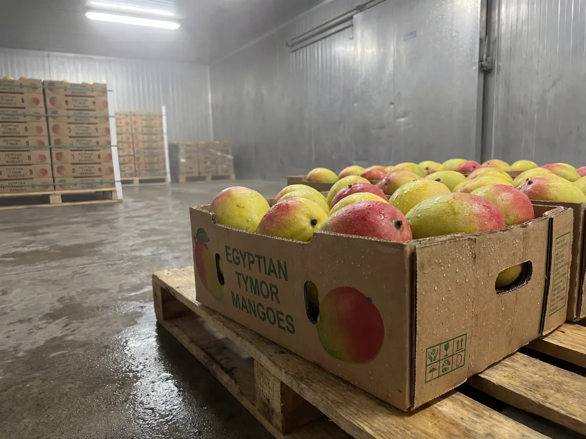 Egyptian Tymor Taimour mangoes — local green variety July–August, bulk export cartons from Egypt