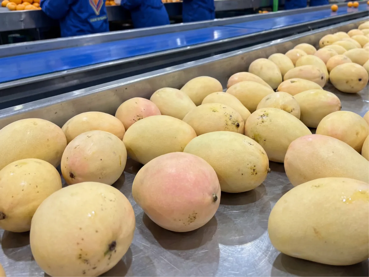 Egyptian Zebdia mangoes — top Egyptian export variety June–August, FOB Alexandria, GCC and Europe