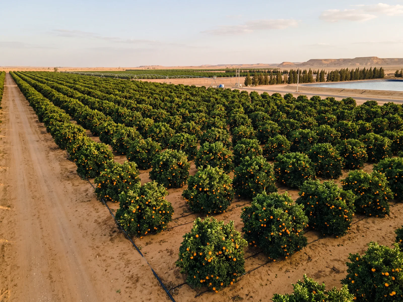 Egyptian Washington Navel Oranges 60–85mm grade — European retail export cartons, AFRICAFRESH EXPORT
